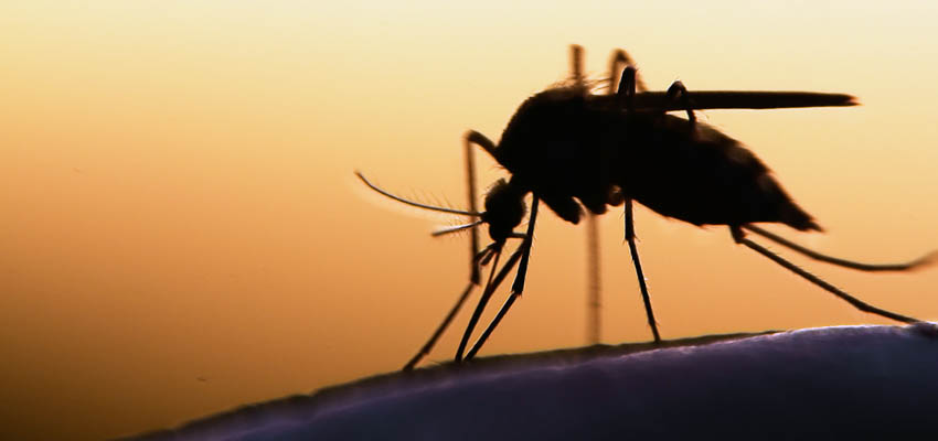 notifiable disease